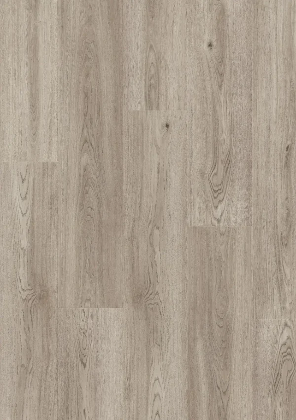 Roble boreal 61078